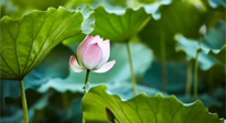 【三伏天養(yǎng)生】三伏天養(yǎng)生有六大禁忌，你知道嗎？記得分享給家人知道！