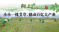 【行業(yè)資訊】向上，特色產(chǎn)業(yè)看河南：南陽艾區(qū)域品牌正在叫響！