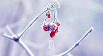【小寒節(jié)氣】時(shí)處二三九，臘月梅花開！