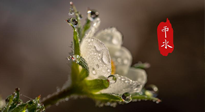 【二十四節(jié)氣灸】雨水節(jié)氣，扶陽、祛濕、調(diào)氣血，才是養(yǎng)生重點！艾灸，橫掃濕寒！