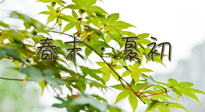 【艾灸養(yǎng)生】春末夏初：上熱下寒癥狀，補不如疏通淤堵，試試艾灸吧！