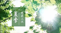 【艾灸三伏天】今年三伏不一般，仙草小助理建議大家早作準(zhǔn)備哦！
