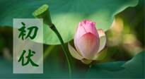 【三伏天】初伏將至，“蒸煮”模式開啟！想要健康，這四類食物別錯(cuò)過??！