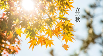 【節(jié)氣飲食】立秋將至，吃最合適的飲食，平穩(wěn)度過(guò)季節(jié)交替！